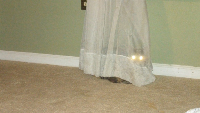 cats who are good at hide and seek