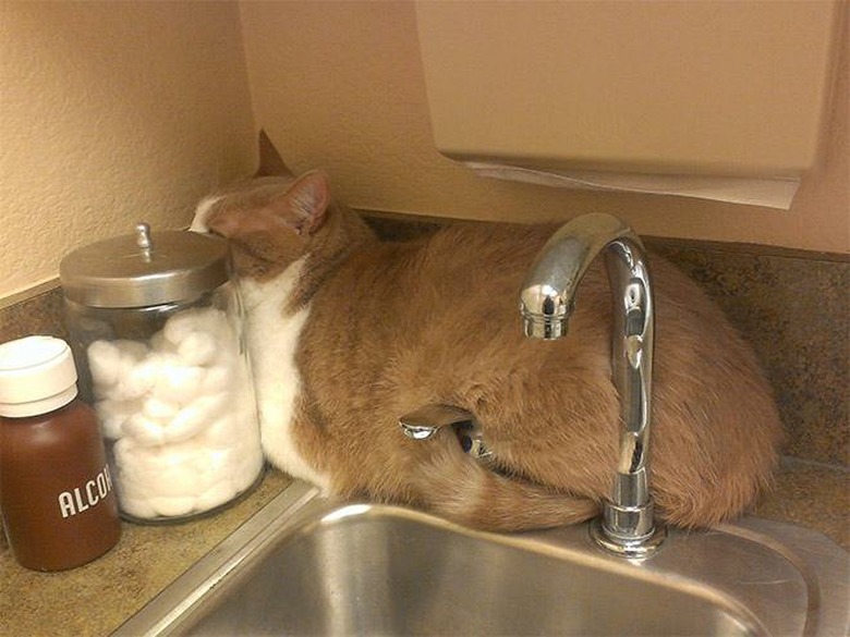 10 Cats Who Are Winning At Hide And Seek