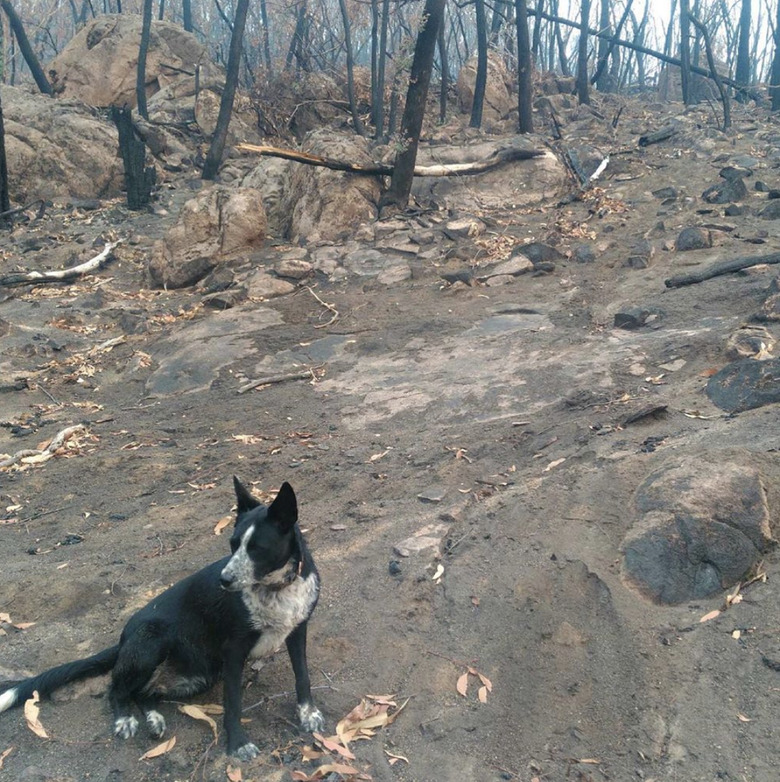 Patty, a black and white six-year-old kelpie-border collie mix in the aftermath of the Australian wildfires