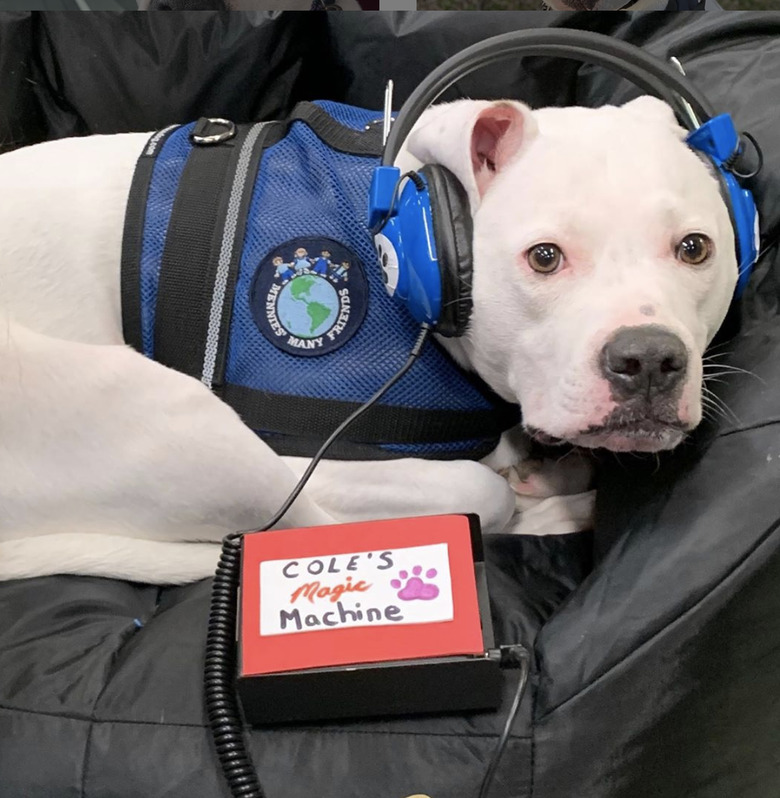 Cole the Deaf Dog listening to his 