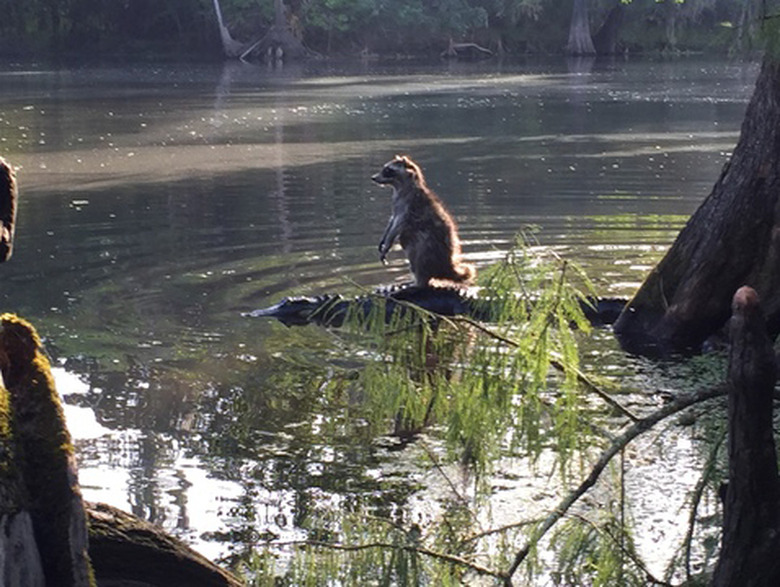 A short history of raccoons going viral on the internet for all the wrong reasons