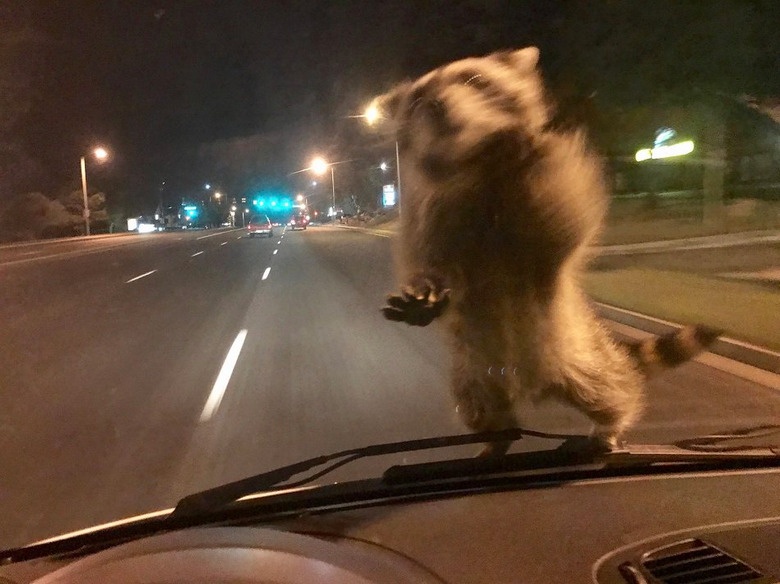 A short history of raccoons going viral on the internet for all the wrong reasons