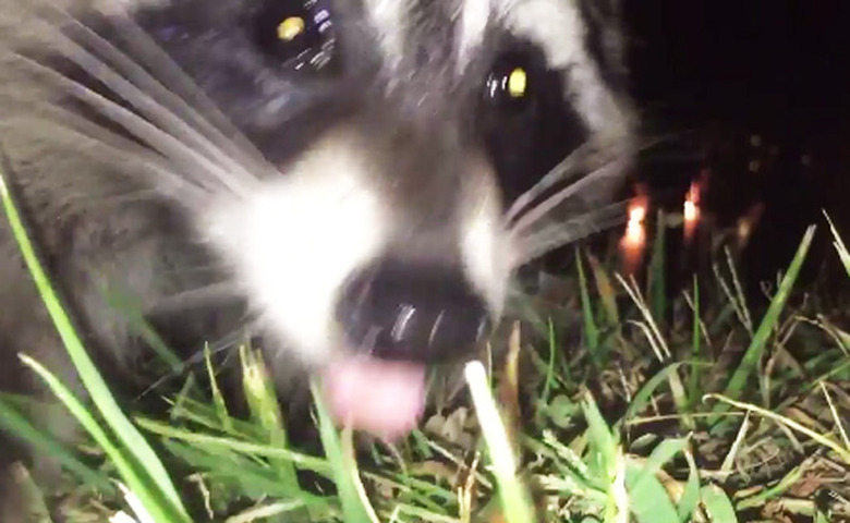 A short history of raccoons going viral on the internet for all the wrong reasons