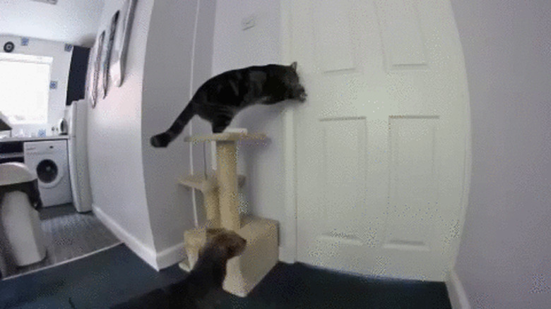 cat opening door so other cat can go in