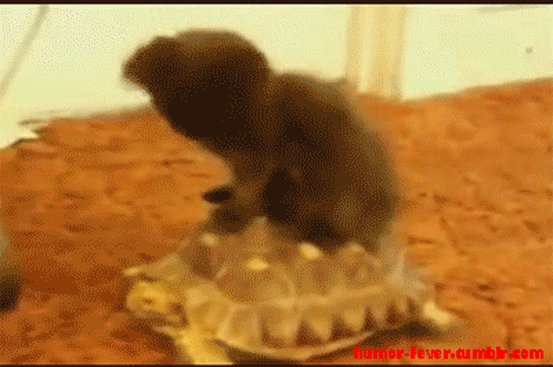 kitten riding a turtle