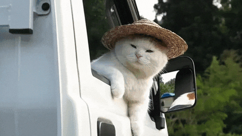 cat in hat in truck