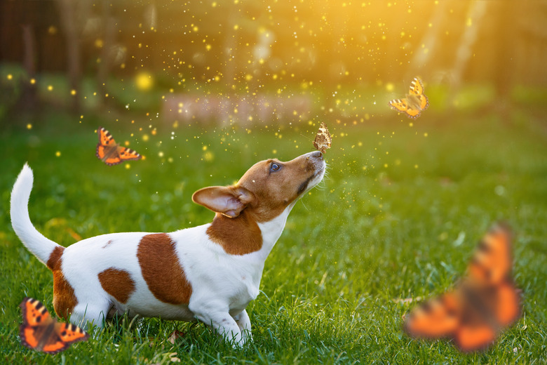 Jack russell dog with butterfly on his nose.