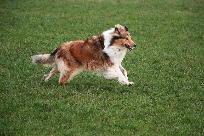 running brown collie