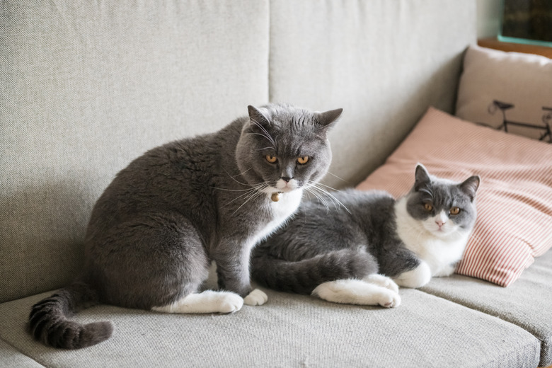 Two British short-haired cats, indoor shooting