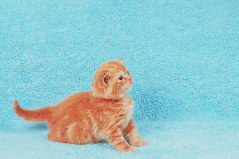 Cute little red little kitten sitting on a blue blanket