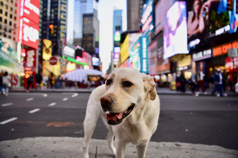 dog in Times Square