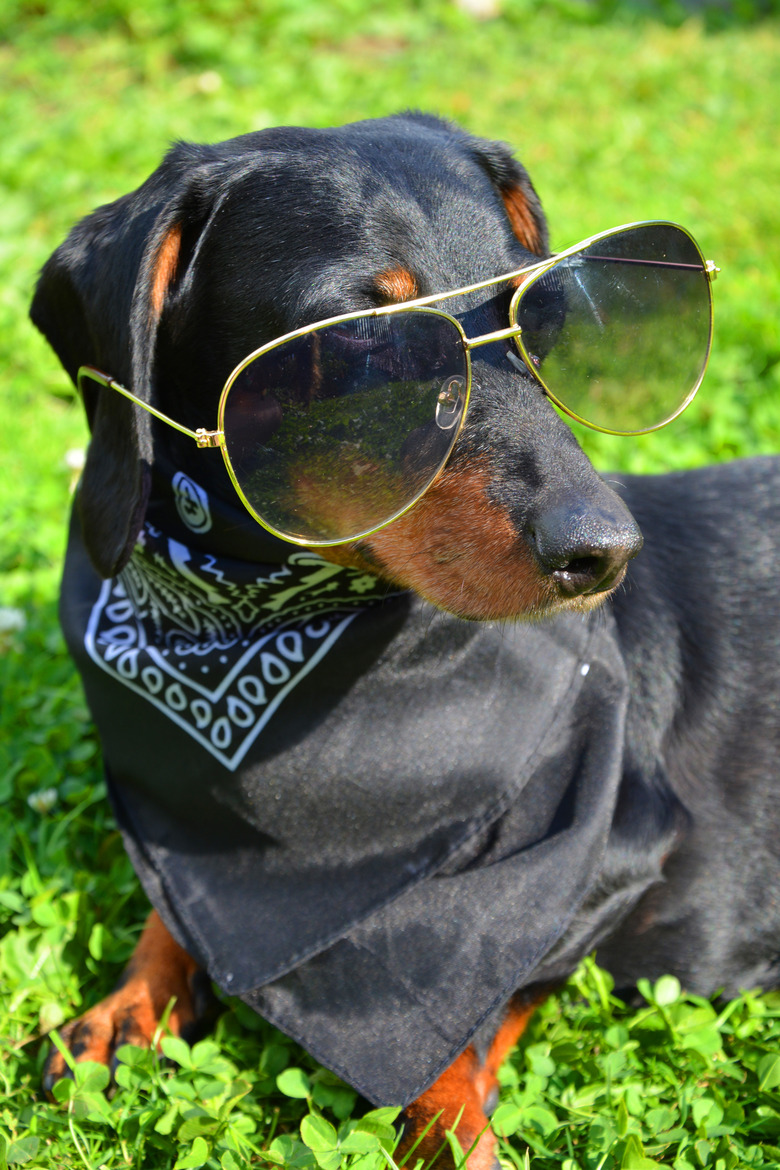 dachshund with sunglasses