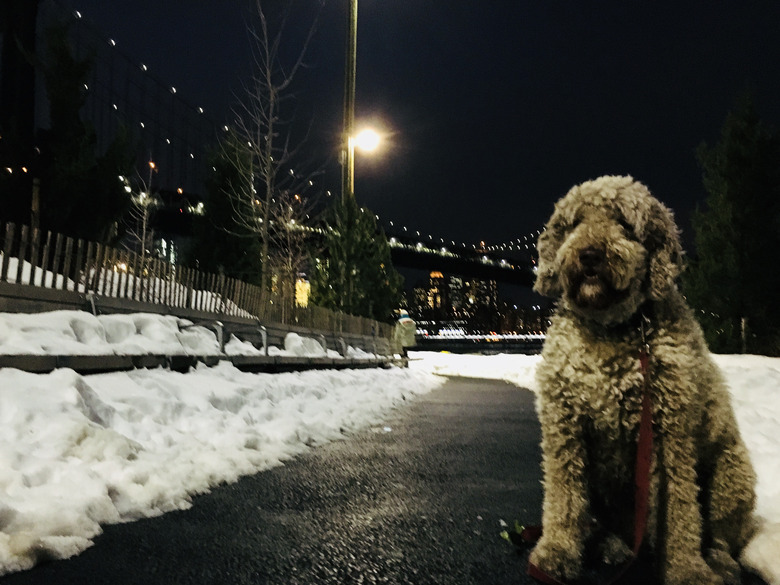 dog in New York in snow