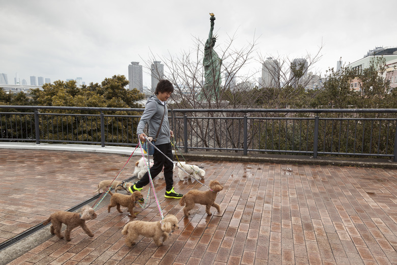 person walking many dogs