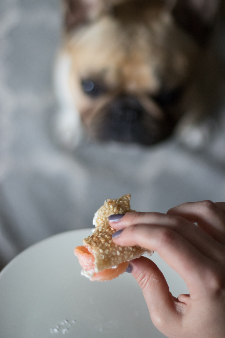 dog eyeing lox bagel