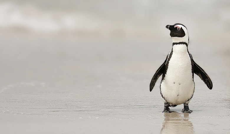 Penguin African avian aquatic bird Boulders Beach flippers ocean shore