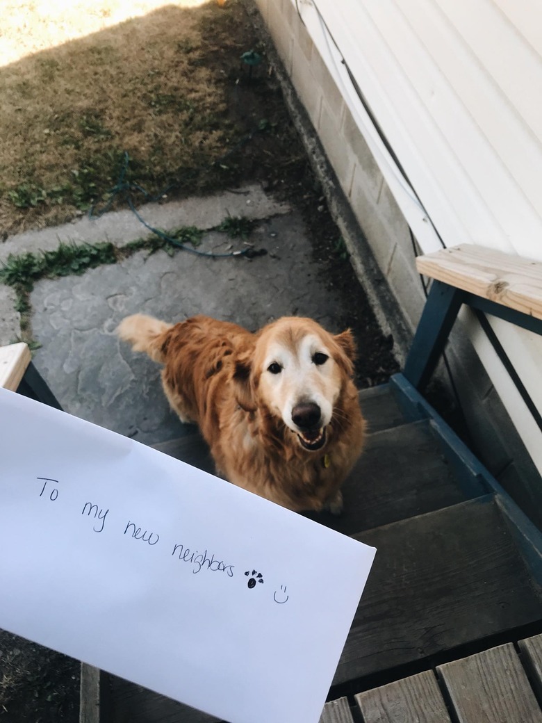 A dog writes letter for neighbor.