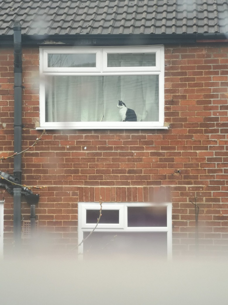 A woman posts sign in window for neighbor's cat who is sitting in a window across the street.