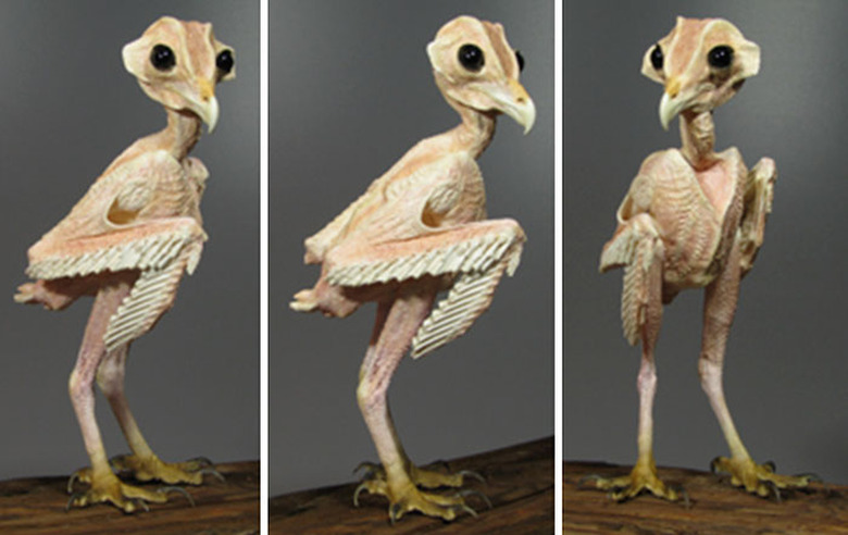 hairless owl without feathers