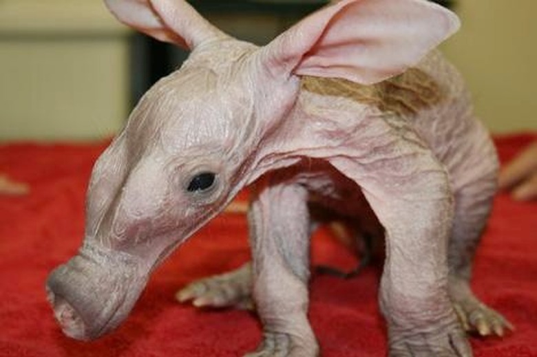 hairless aardvark without fur