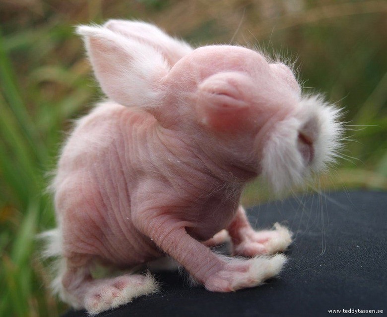 hairless bunny without fur