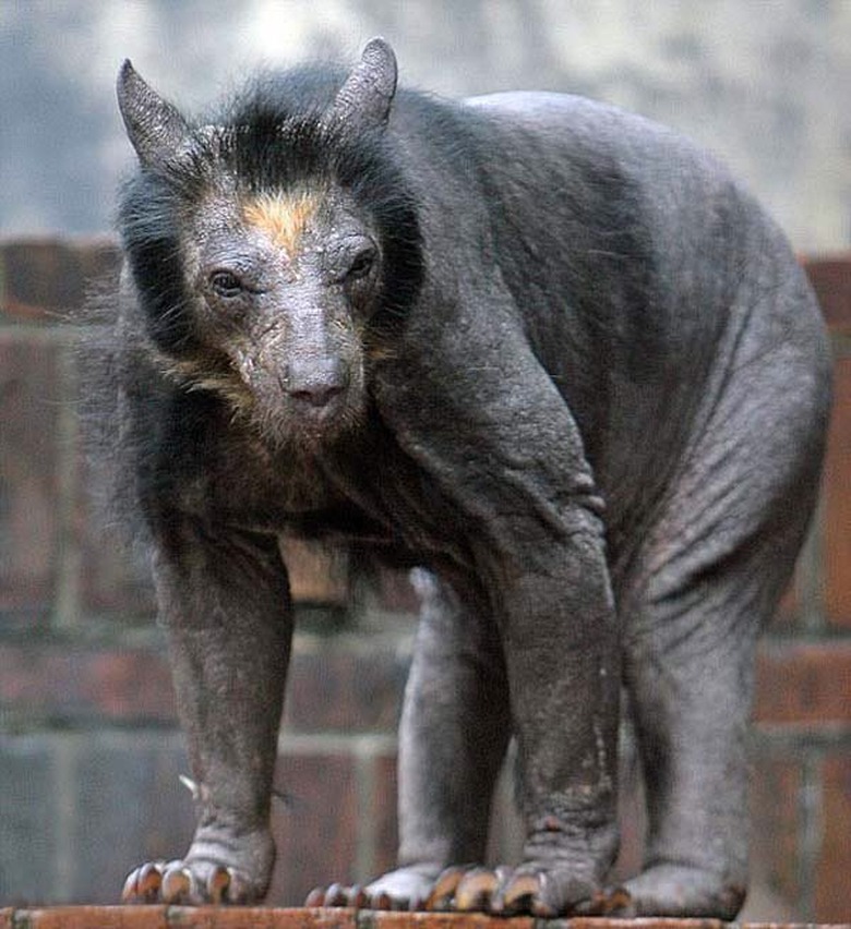 hairless bear without fur