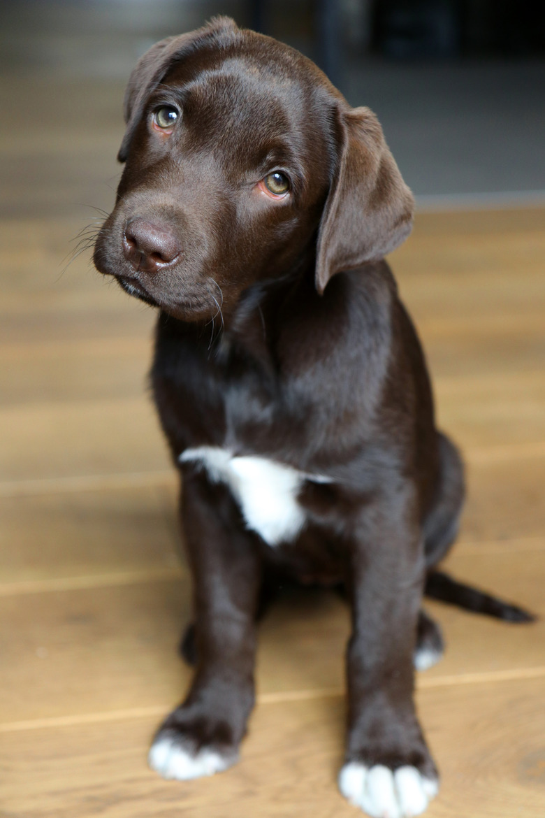 Brown labrador puppy