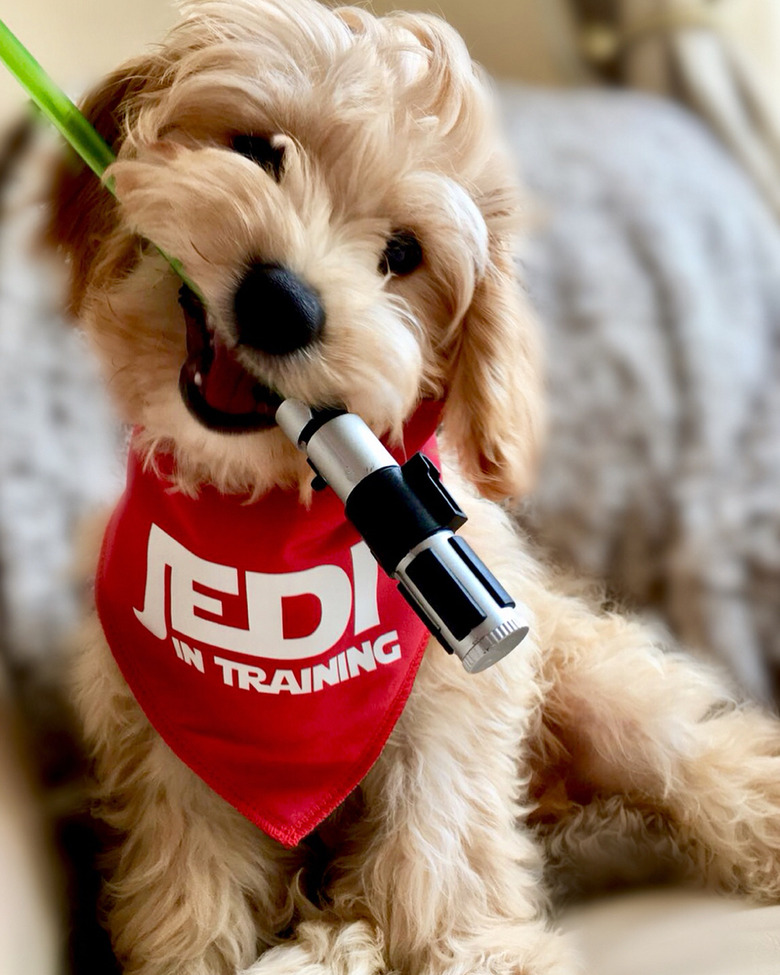 100+ Star Wars names for your dog