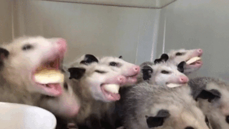 baby opossums