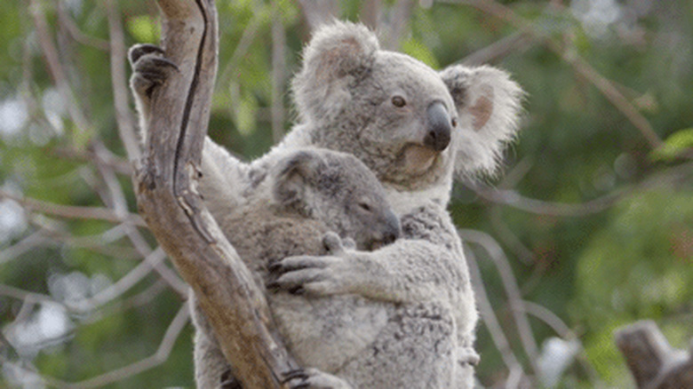 koalas