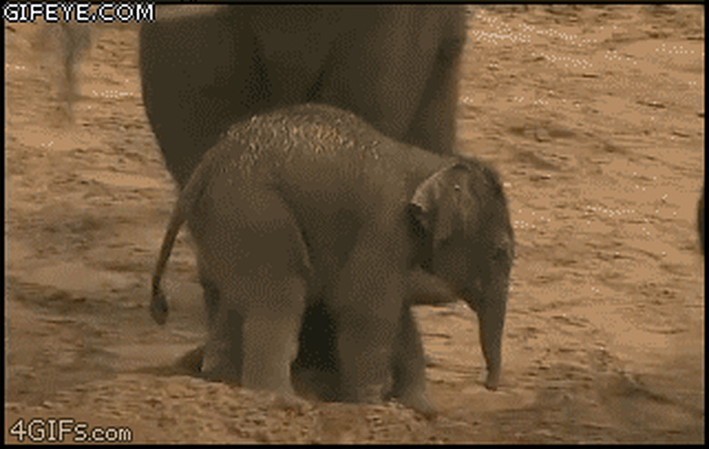 baby elephant