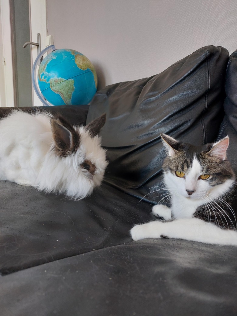 Cat and rabbit share leather couch