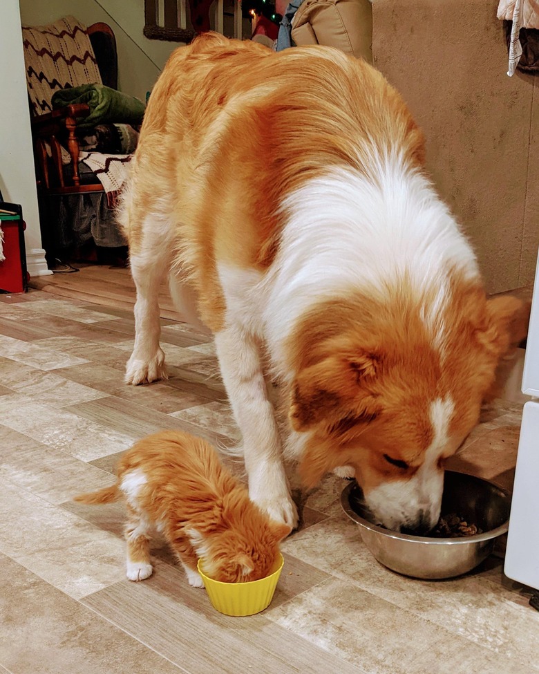 Big dog and small kitten eat from separate bowls side by side