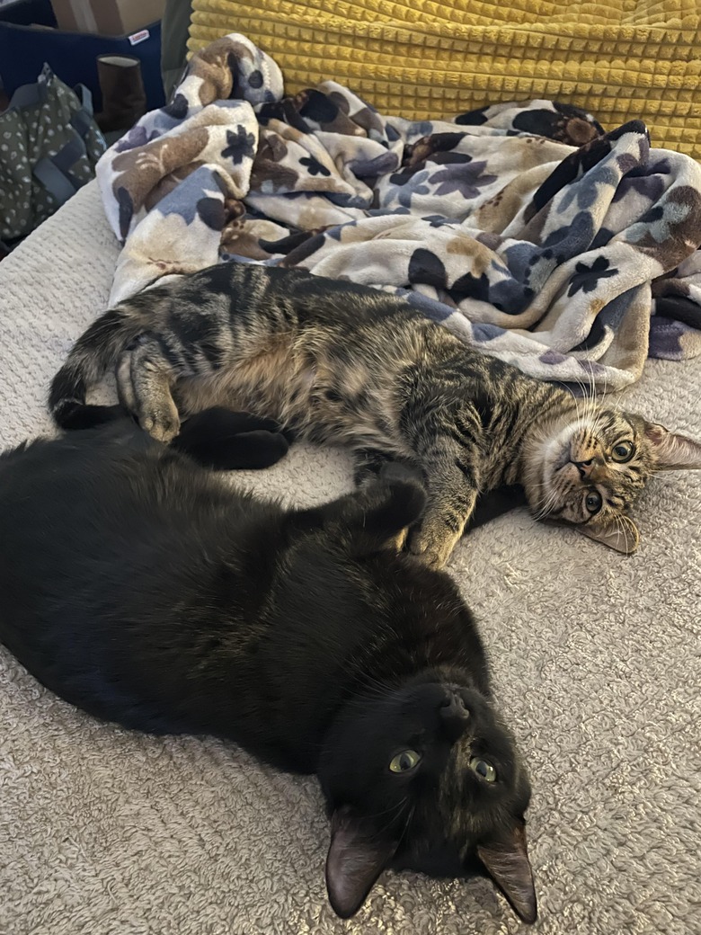 Cats lay on bed with all paws touching