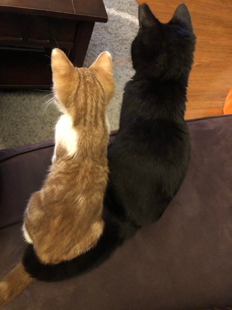 Black kitten curls tail around ginger kitten seated next to it