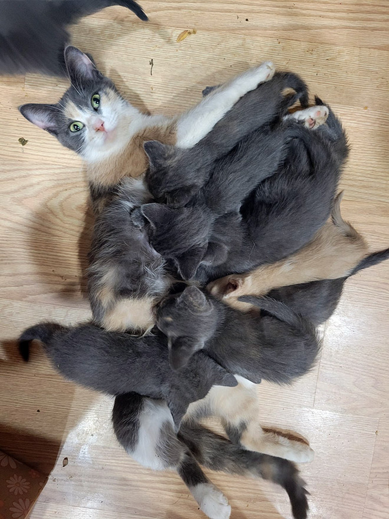 Mother cat nursing large litter