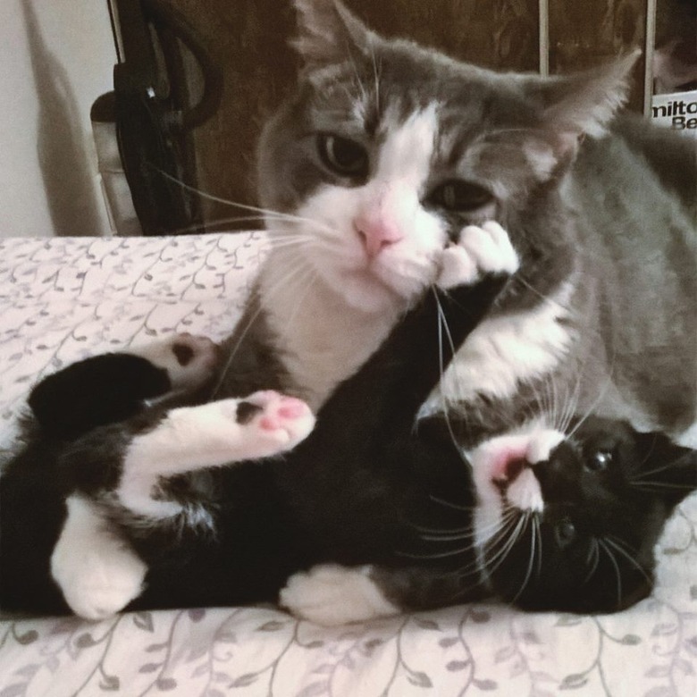 Kitten clawing at adult cat's face