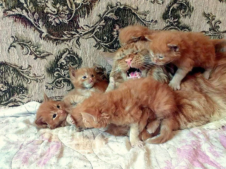 Ginger kittens climbing on ginger cat.