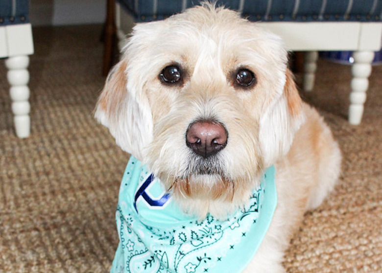 Customized bandana