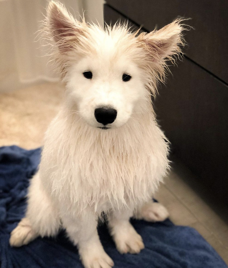 fluffy and wet white dog sitting on a towel.