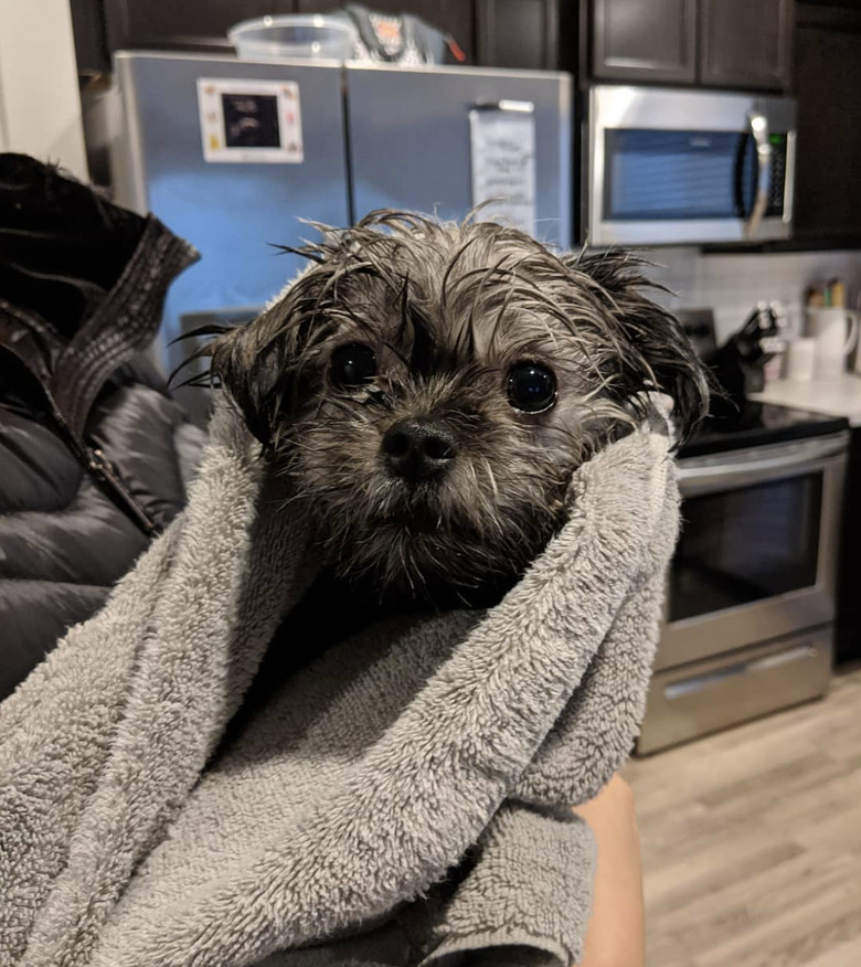 small yorkie wrapped in a gray towel.