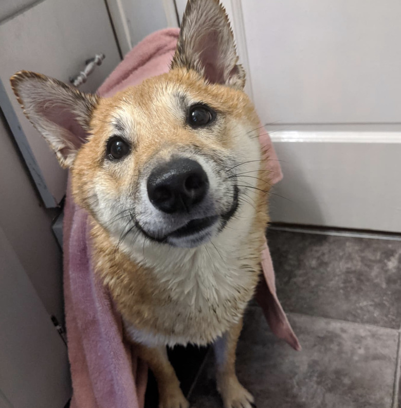 dog covered in a pink towel.