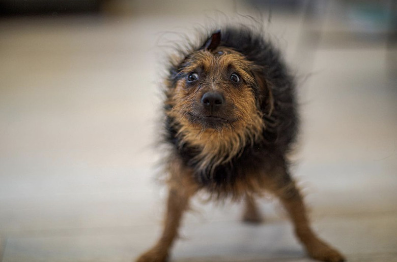 wet dog shaking themself dry.