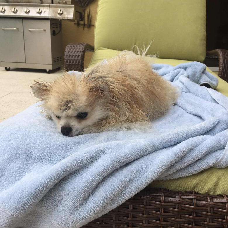 small dog lying sadly on a blue towel.