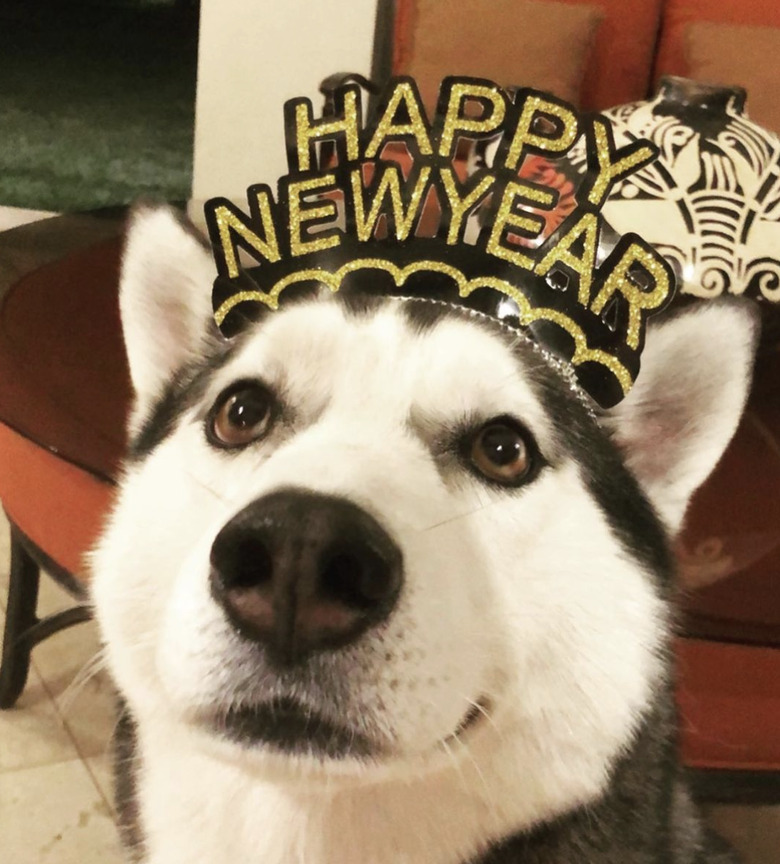 A smiling husky is wearing a gold sparkling new year crown.