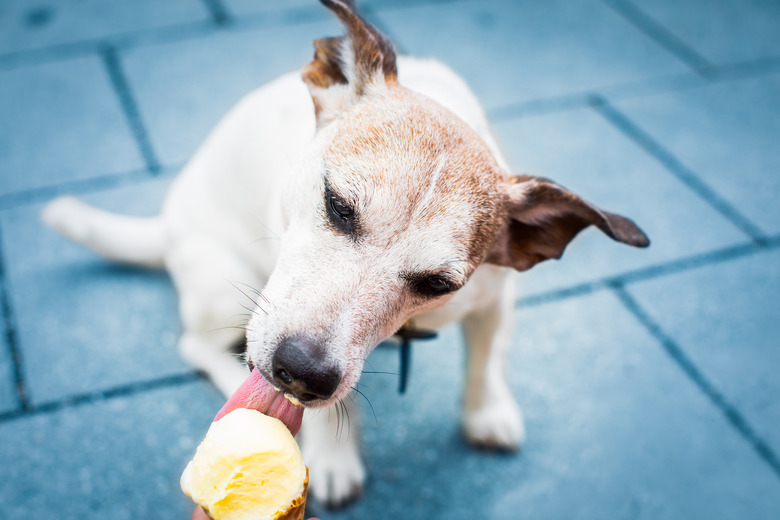 Dog licking ice cream