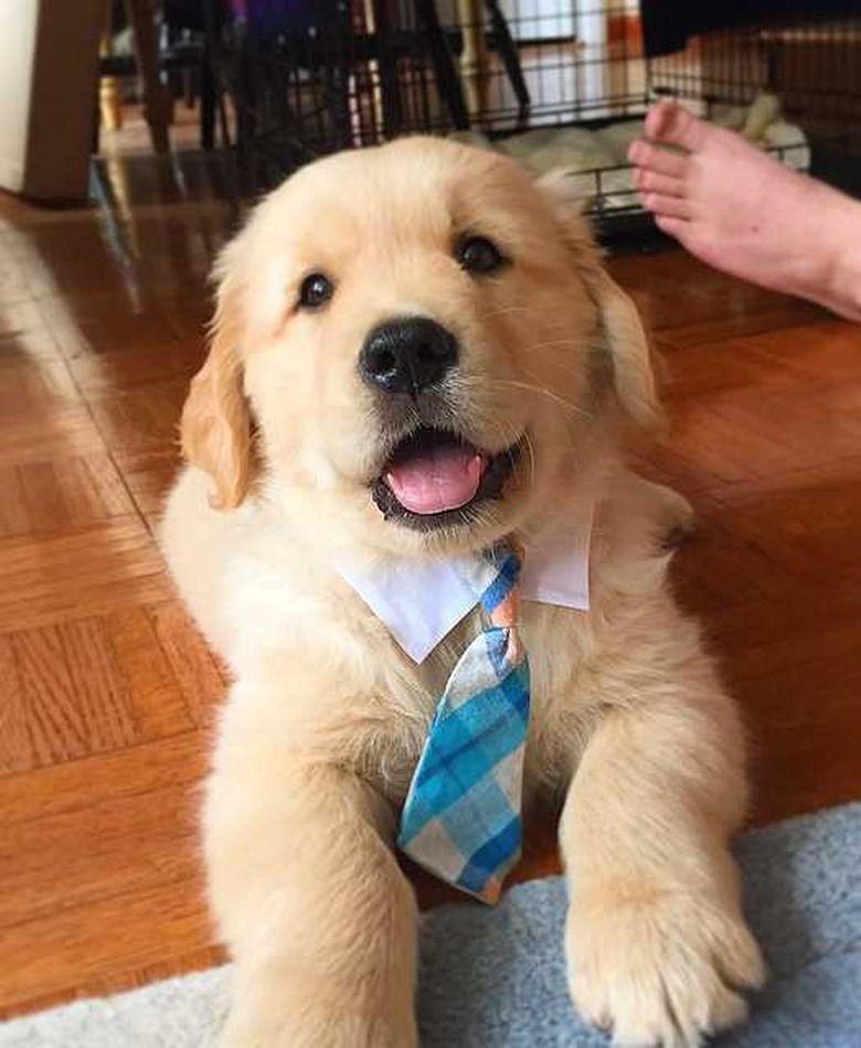 Golden retriever puppy lays on hardwood floor. Their mouth is slightly open and they are wearing a little tie.