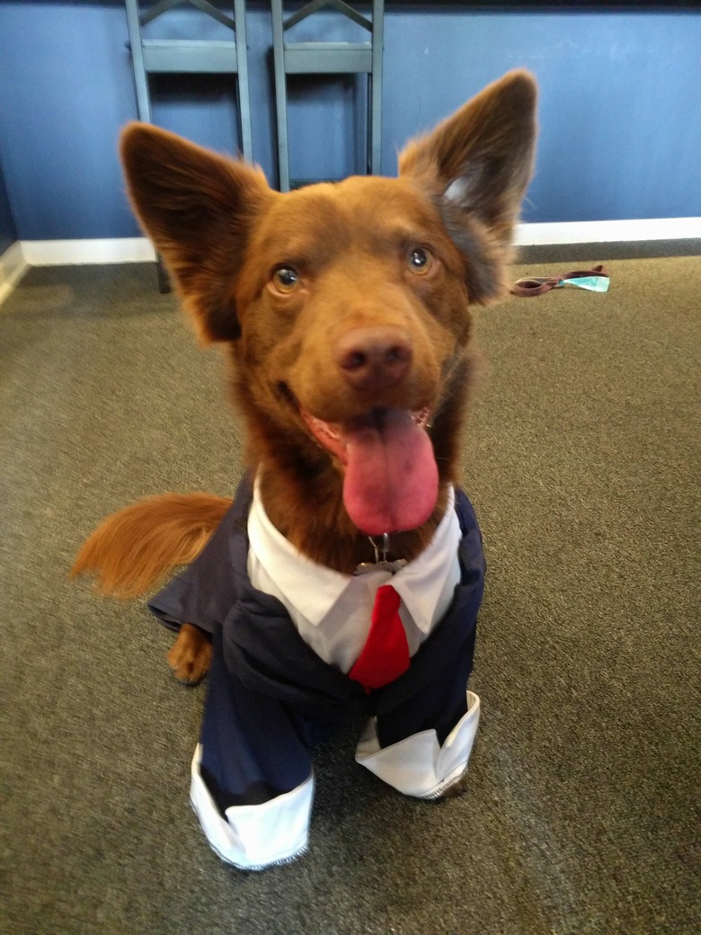 A brown dog with a fluffy tail and pointy ears sitting with their tongue out, wearing a jacket, button-up shirt, and tie.