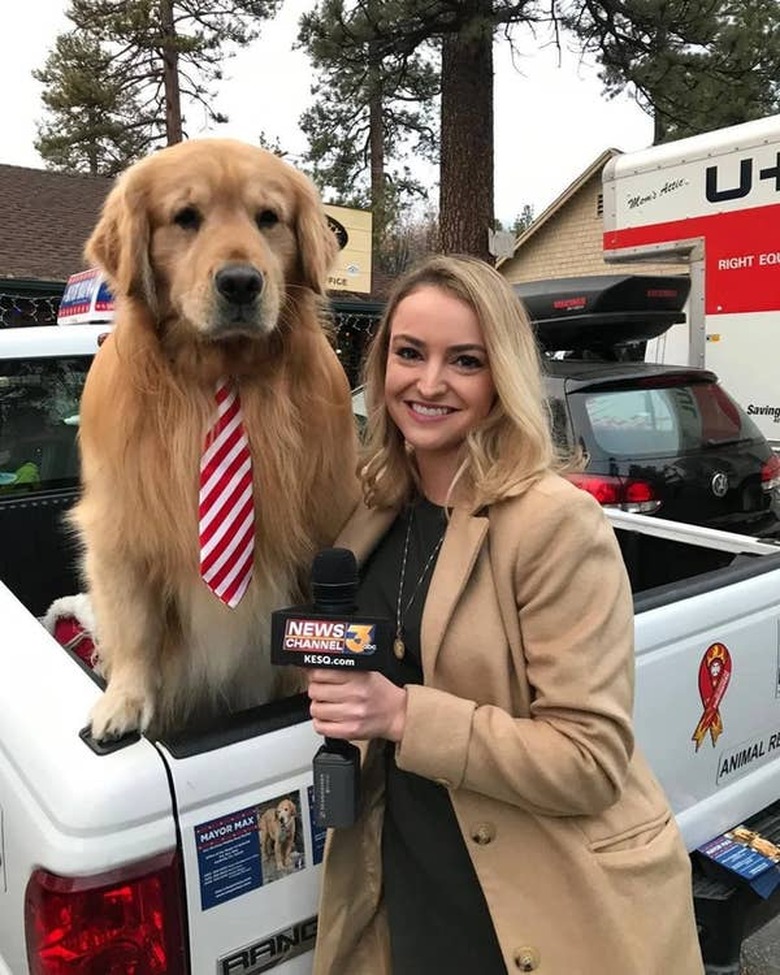 Golden retriever wearing a tie sits in the back of a parked pickup truck with his paws on the edge and a woman stands next to him holding a 