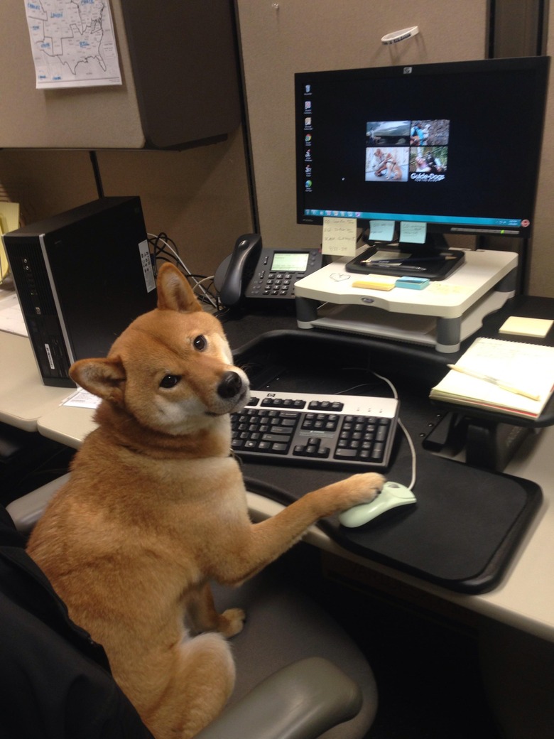 Shiba Inu dog sits at a desk with a computer with one paw on the mouse and looking at the camera.